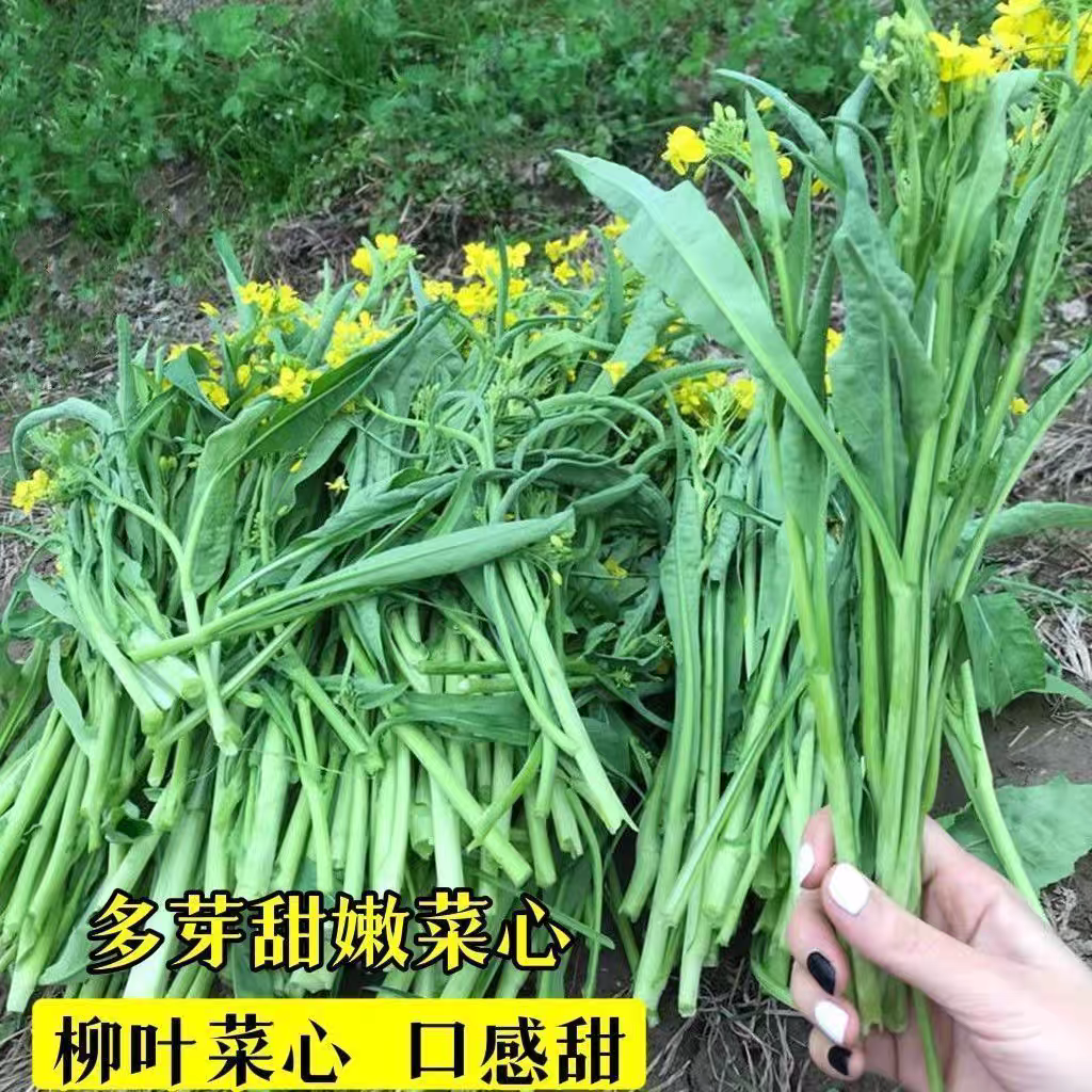 【桂林柳叶菜心种子】耐热耐寒秋播蔬菜种子甜菜心阳台盆栽柳叶菜心