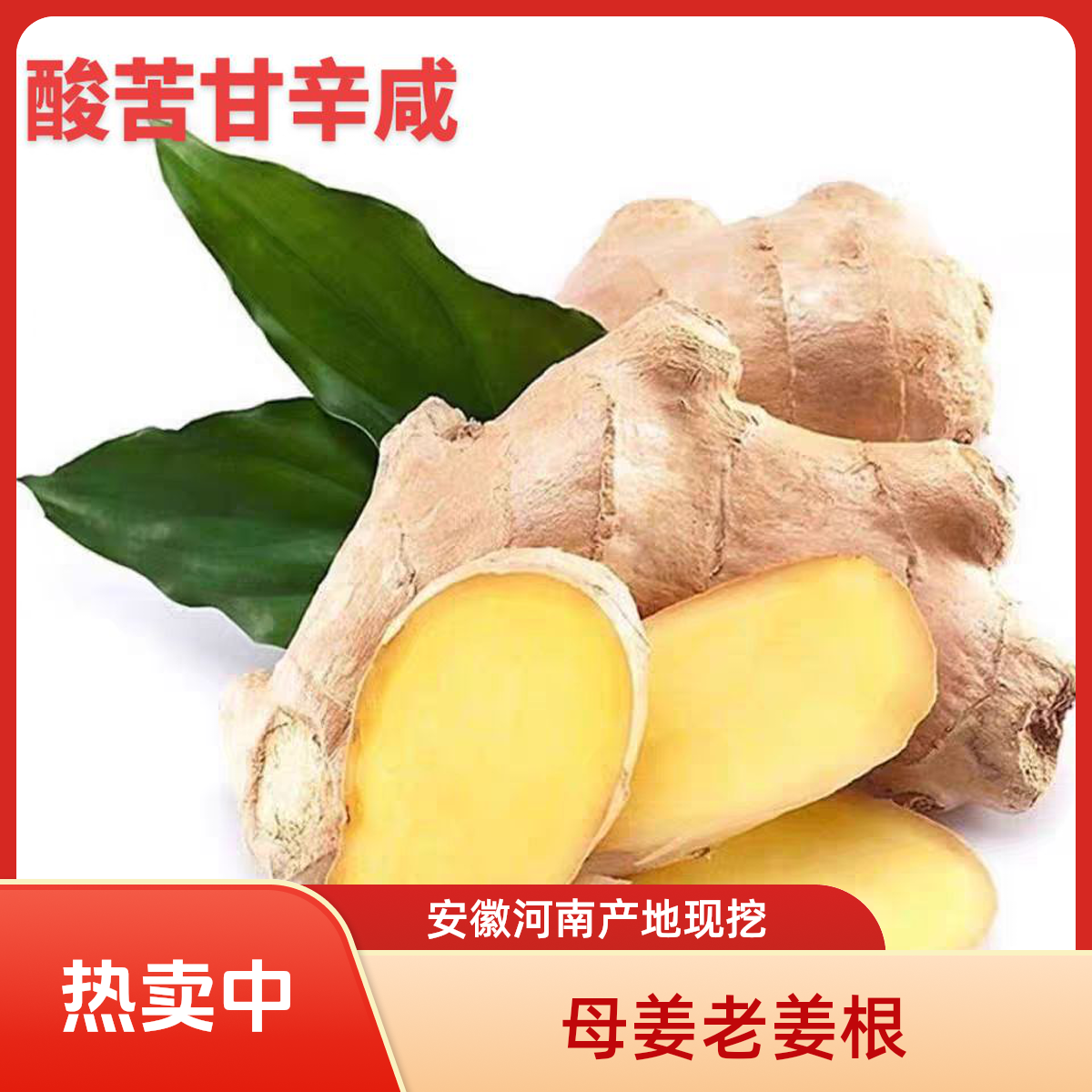 老姜根正宗团购价大姜安徽河南产地老姜根母姜