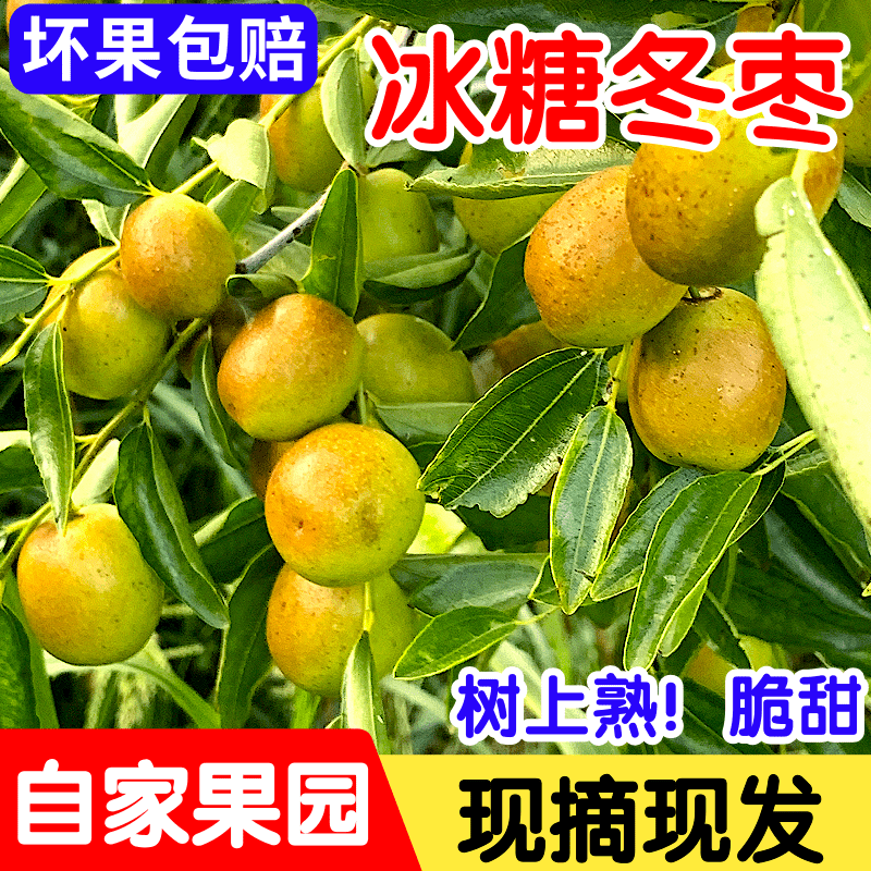 现摘现发冰糖冬枣新鲜当季水果脆甜多汁应季鲜枣
