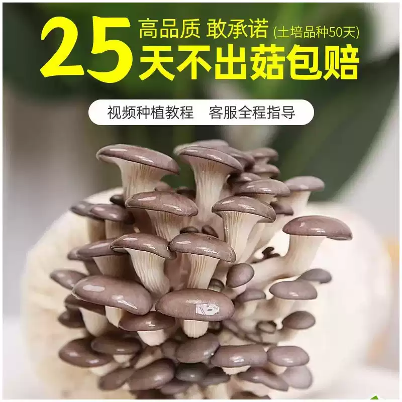 【灰平菇】蘑菇菌包菌棒盆栽家庭种植好看又好吃千亩大棚包邮好养活