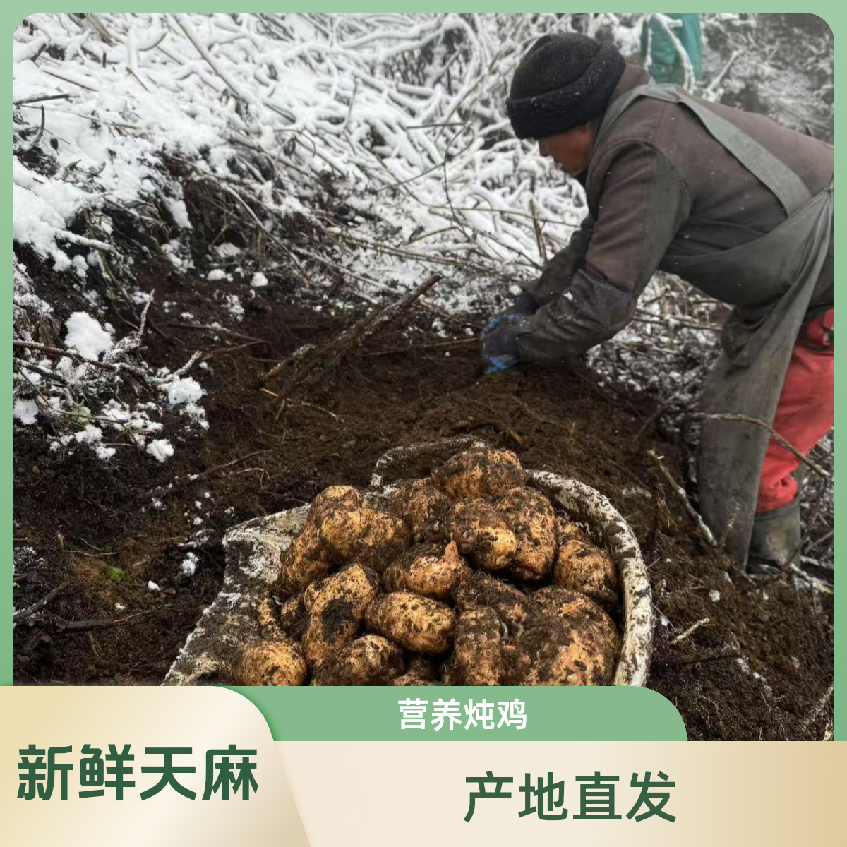 【新鲜天麻】云南昭通高山天麻小草坝天麻产地直发炖鸡煲汤营养