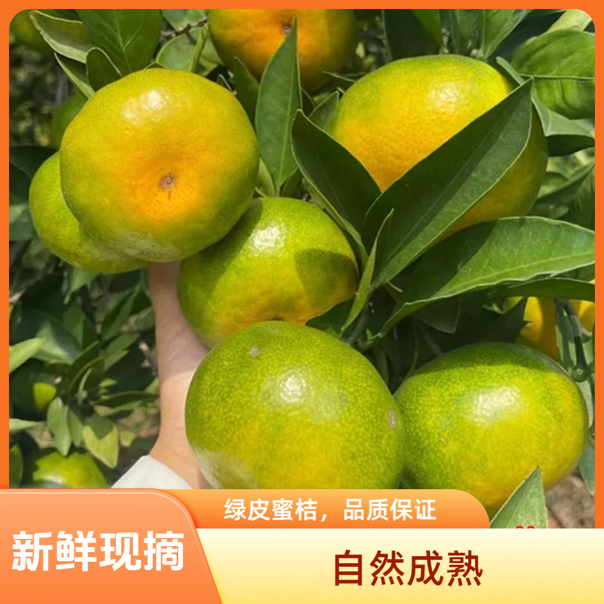 青皮柑橘正宗寻乌蜜桔橘子青桔无籽甘桔新鲜孕妇水果酸甜薄皮蜜橘