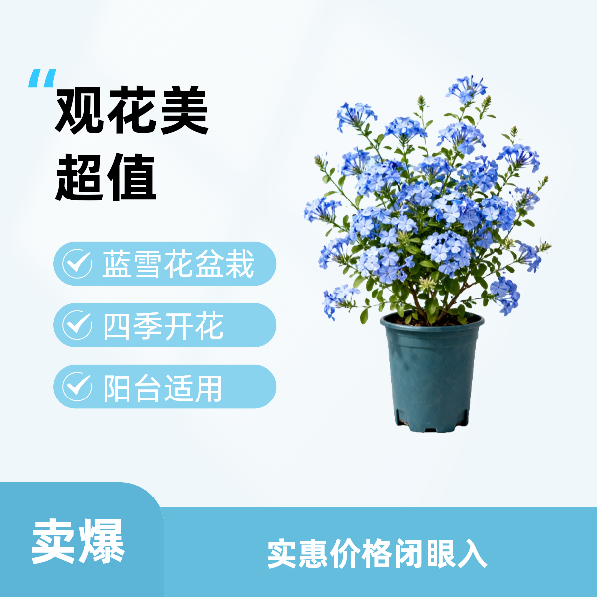 蓝雪花盆栽耐热耐晒好养易爆花适合阳台庭院种植