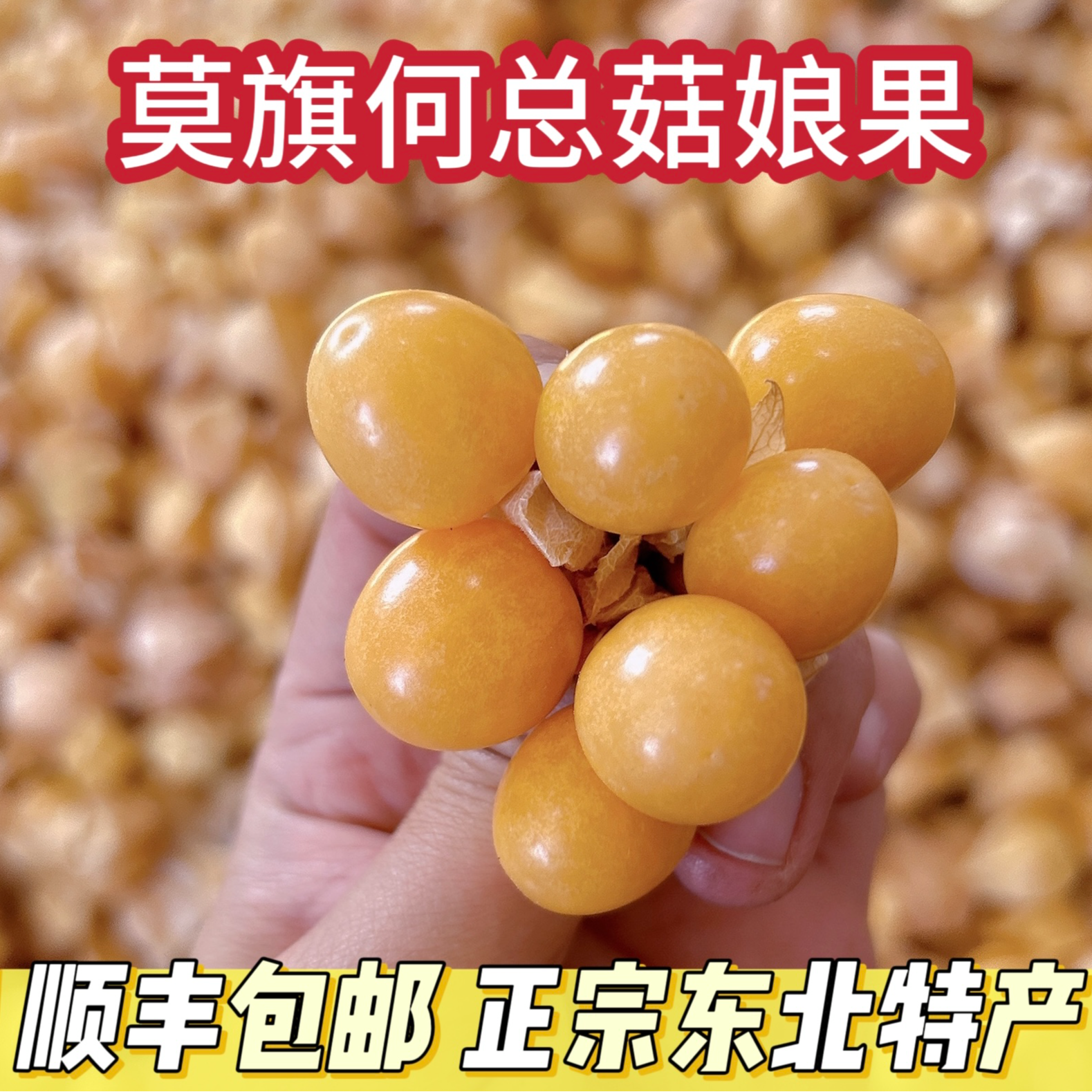 东北莫旗特产菇娘果应季水果产地直发带箱1斤2斤3斤5斤发顺丰