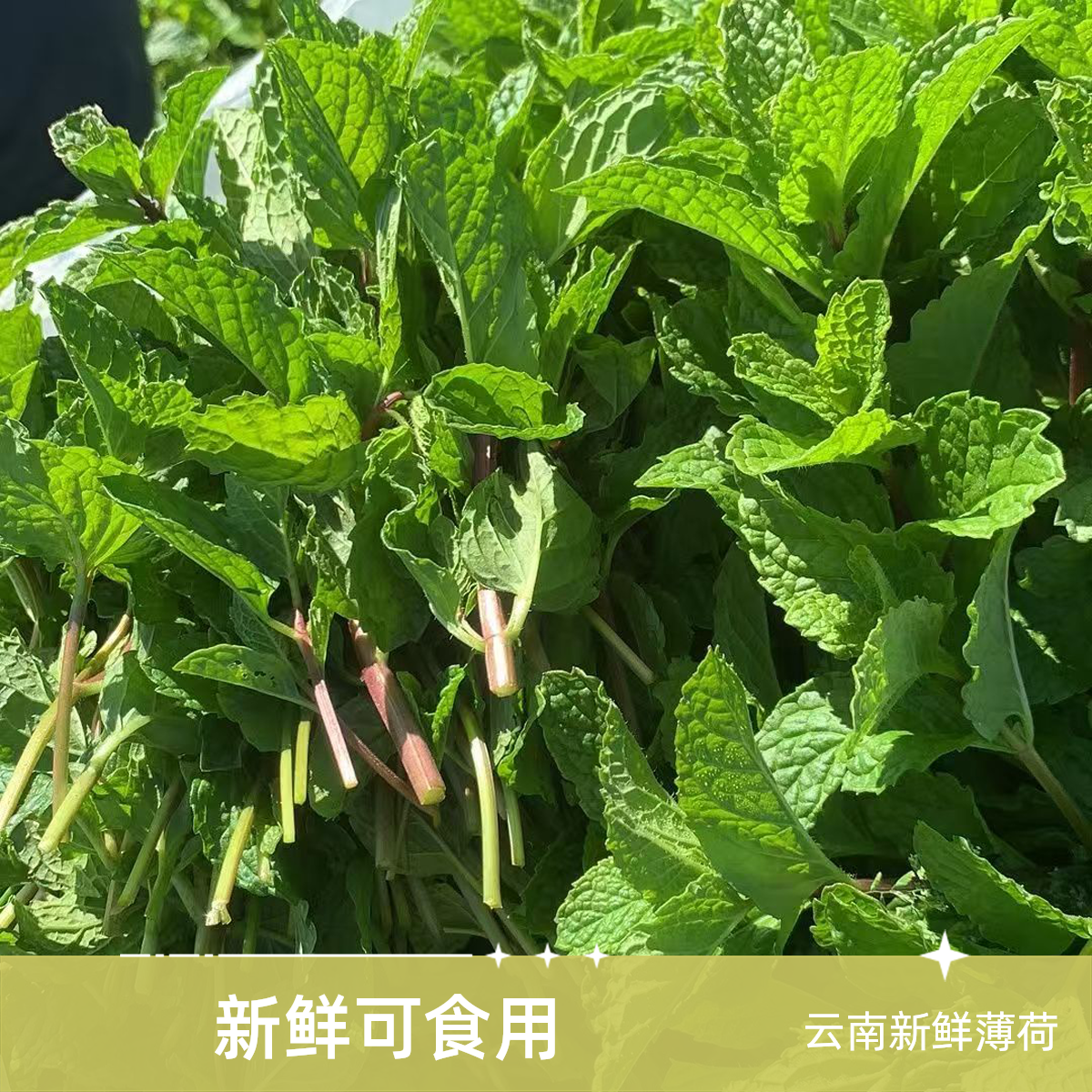 云南新鲜薄荷可食用配料泡沫箱冰袋现摘现发新鲜蔬菜