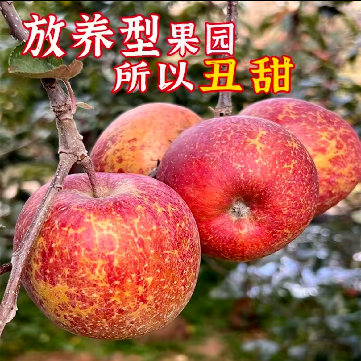 云南高原丑苹果新鲜现摘酸甜多汁