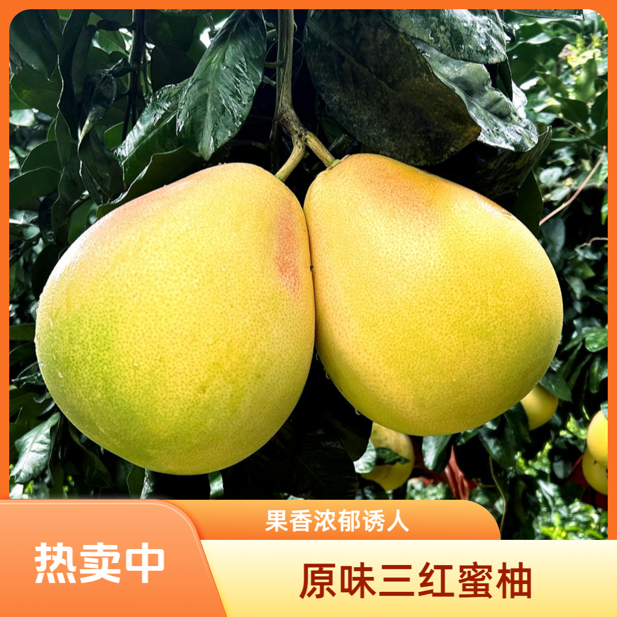 武陵山区重庆秀山原味三红蜜柚