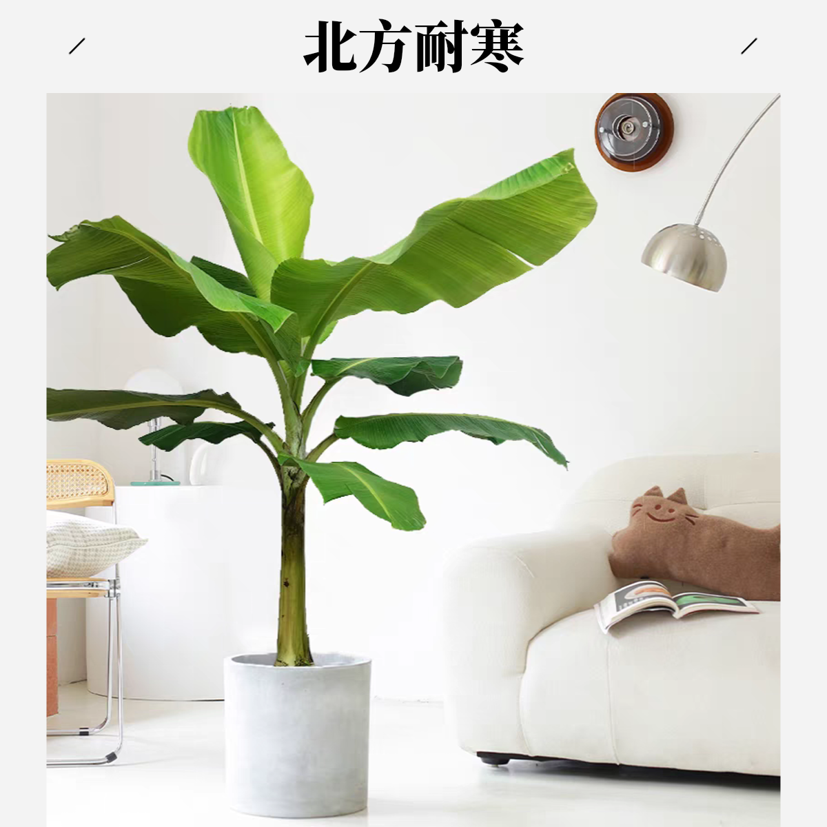 耐寒大叶芭蕉树大苗四季常绿可室内外种植的大型观赏绿植