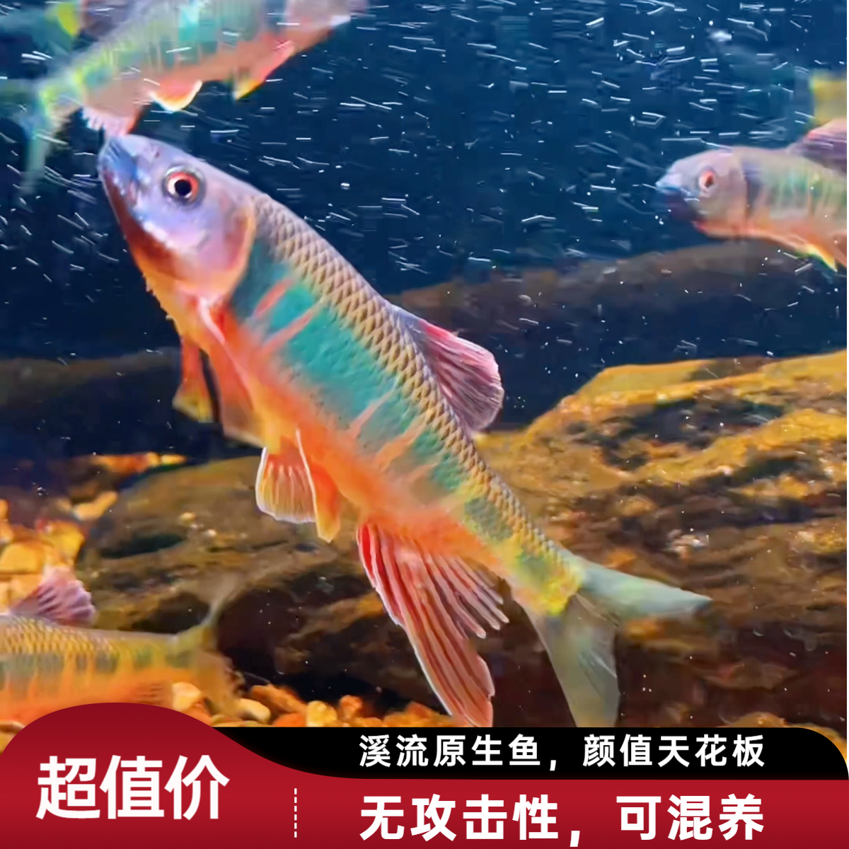 六安宽鳍鱲红肚子红下巴原生观赏鱼冷水溪流鱼长鳍鱲溪流缸包邮