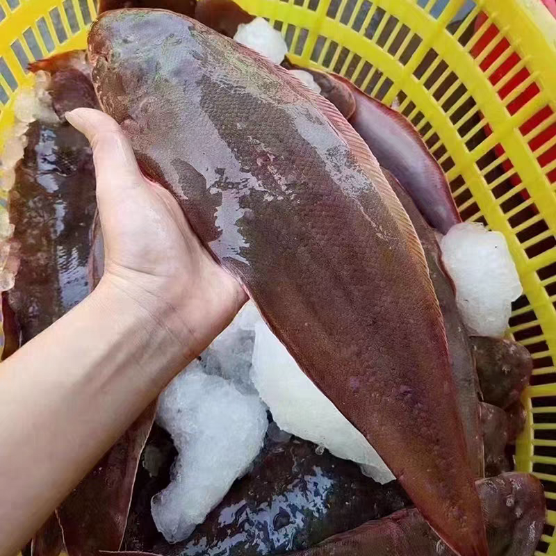 汕尾港大条海鲜龙利鱼