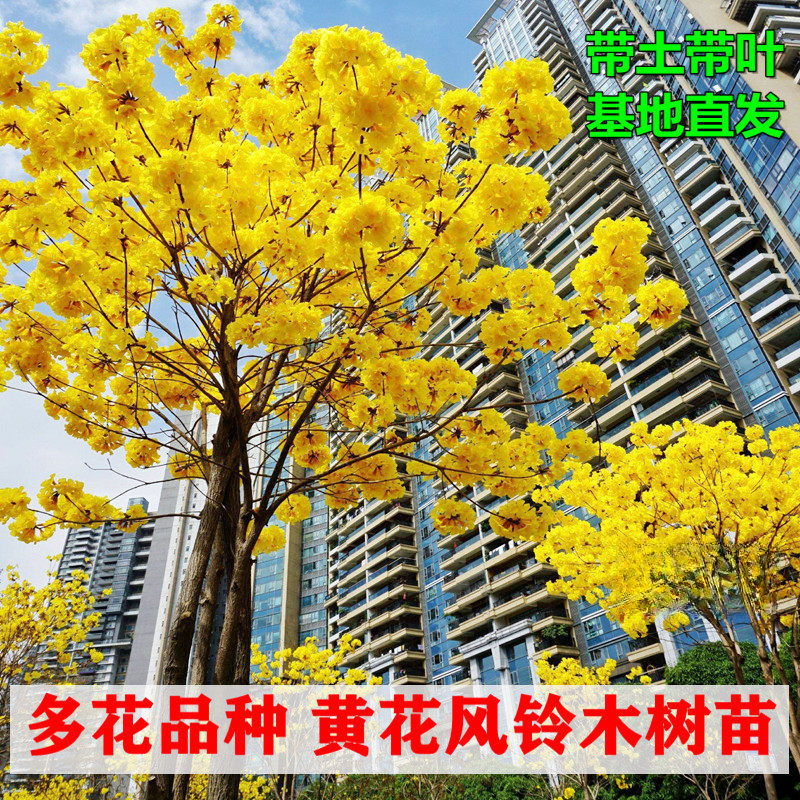 泰国黄花风铃木树苗多花金花风铃木小苗紫花风铃树庭院观花盆地栽