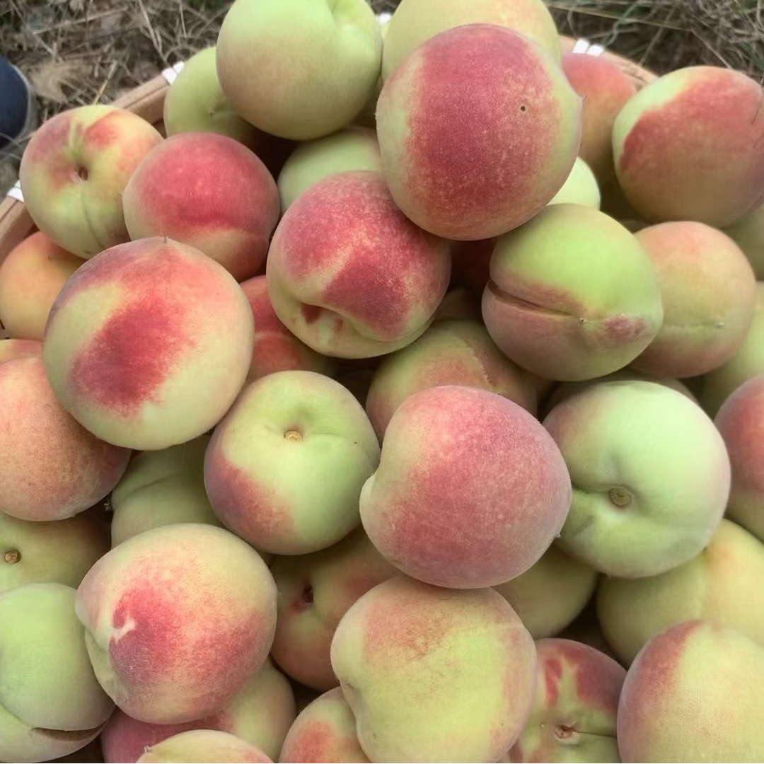 【发净重4.5-5斤】小冬桃新鲜脆桃毛桃当季水果