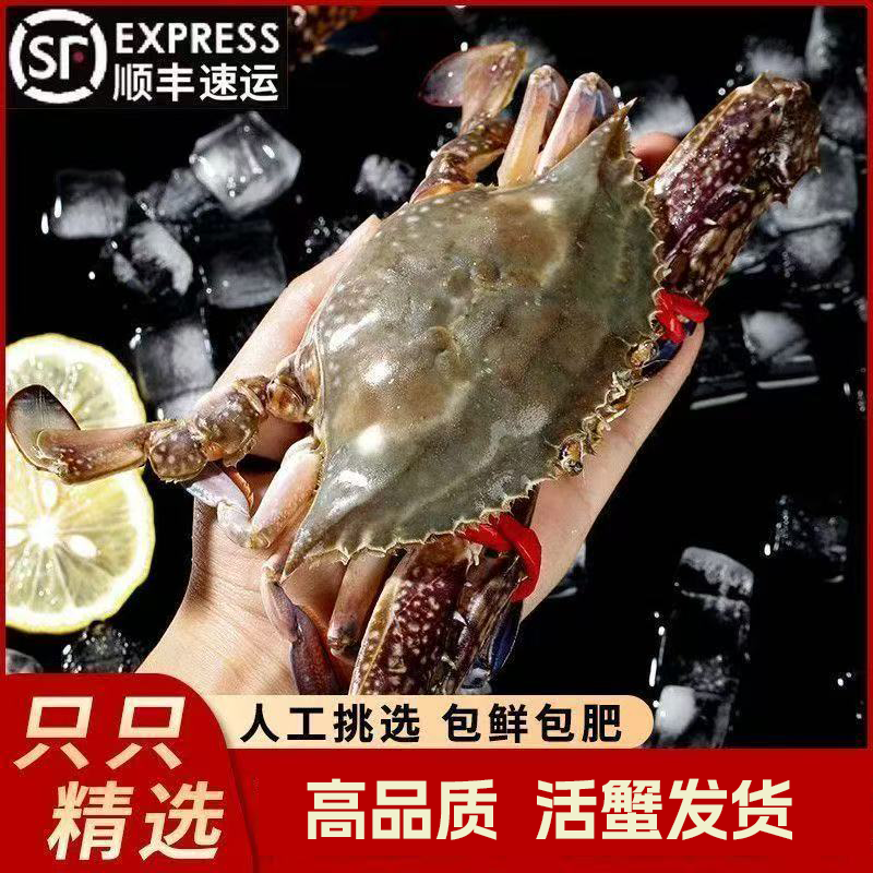 丹东梭子蟹/飞蟹/螃蟹3斤装单只4到8两掉爪正常【保鲜不保活】