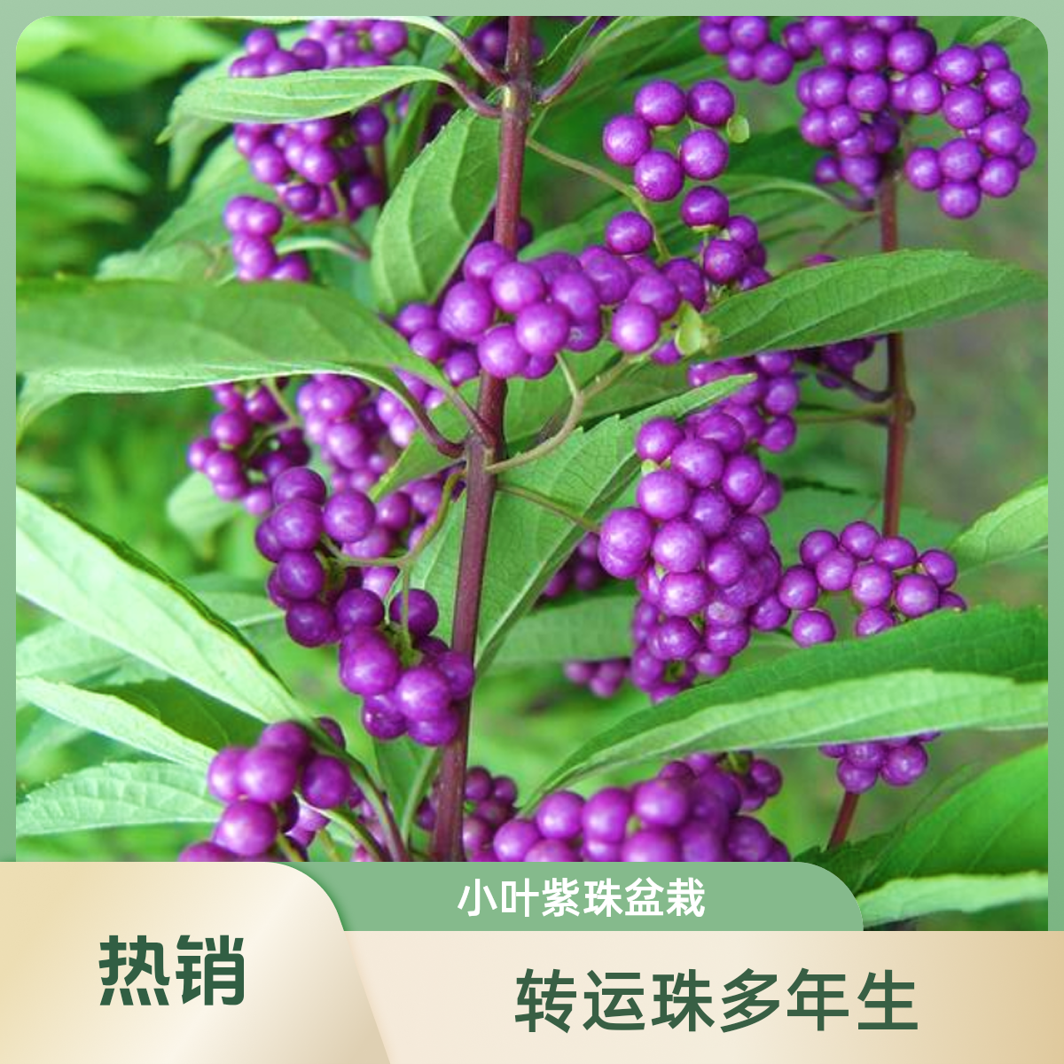 路兮小农民 小叶紫珠盆栽花苗庭院花园植物紫色转运珠多年生灌木