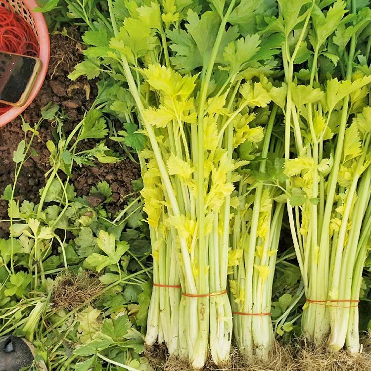 【黄心芹菜种子】耐热耐寒秋播黄心小香芹种子阳台盆栽四季芹菜种子