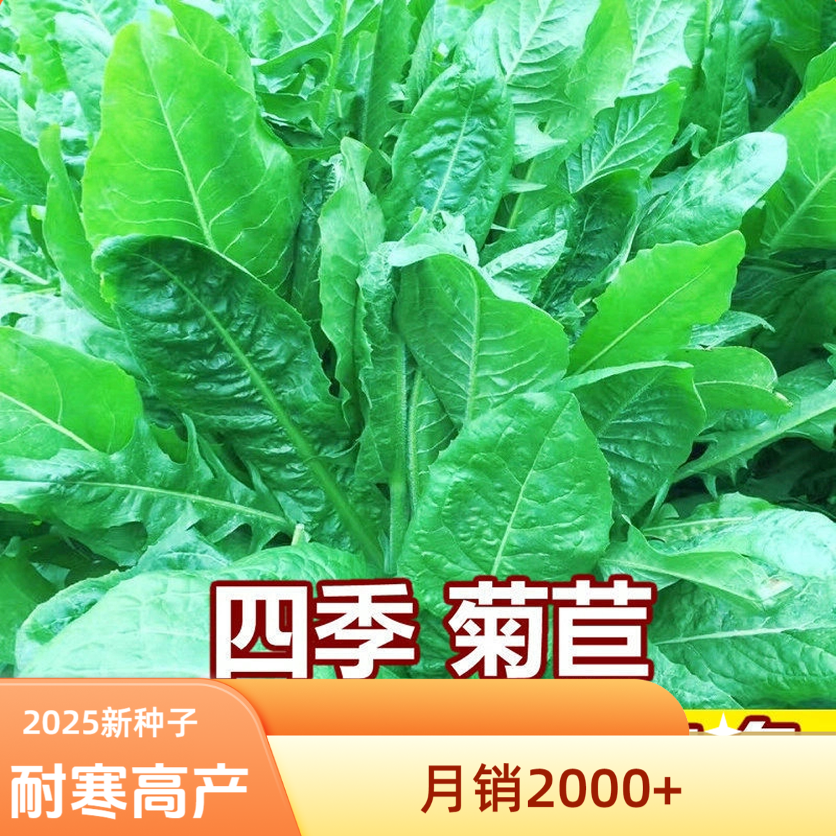 菊苣耐寒高产大叶将军2025新种子猪羊牛鸡鸭鹅专用牧草放牧多年生