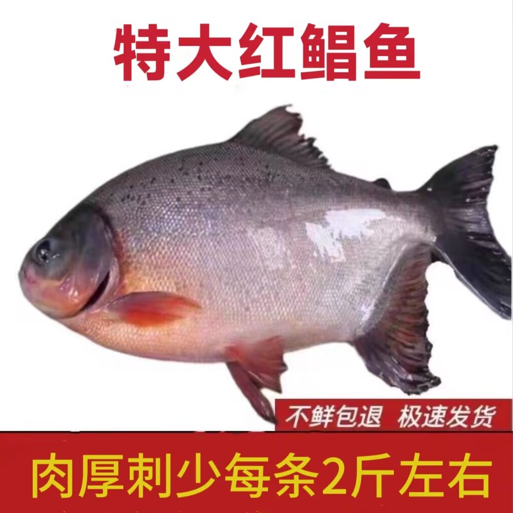 特大红鲳鱼1.7斤-2斤/条*4大条鲳鱼净重7斤左右 肉厚刺少鲜美