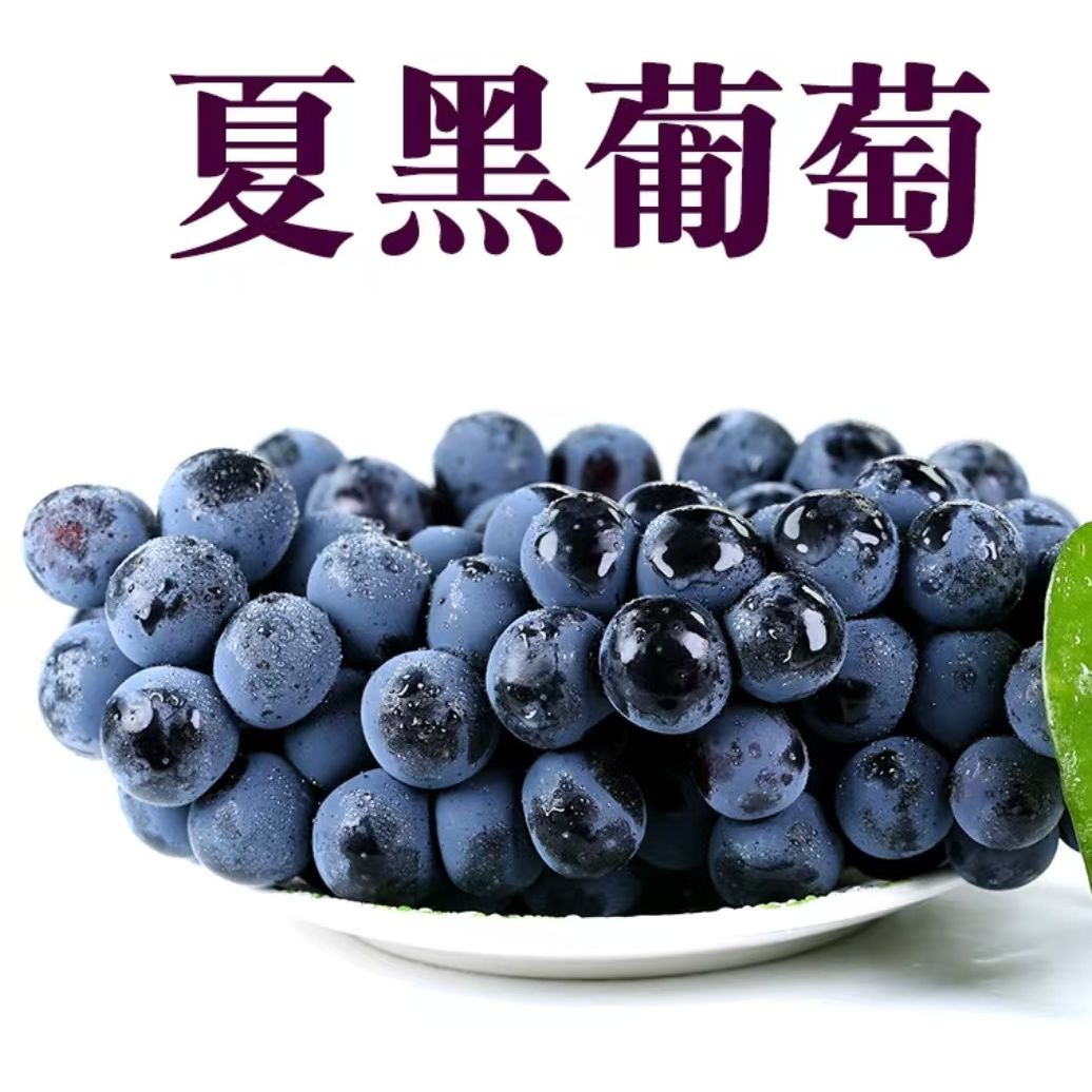【葡萄裸根苗】庭院阳台 盆栽地栽 南北方均可定植