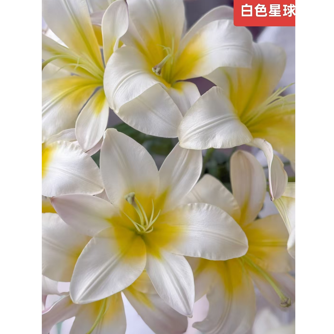 【白色星球周长16/18cm】进口香水百合种球1颗大开花型【带甜香】