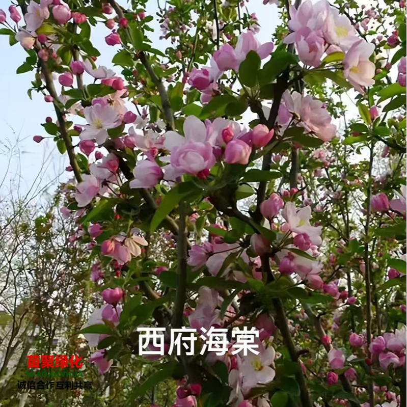 海棠树苗高杆西府垂丝海棠花大型盆栽风景树庭院地栽四季好养大树