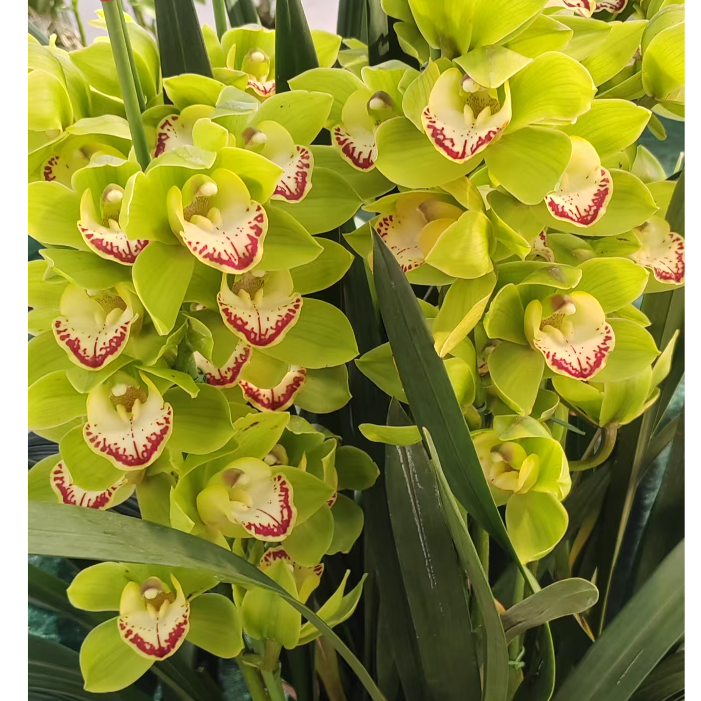 （一物一拍）大花蕙兰建兰盆栽各种花色基地直发，出花剑前大优惠