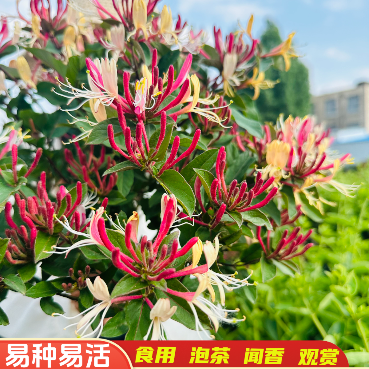 产地直发买一送一四季多彩红金银花树苗浓香食用泡茶盆栽地栽让利