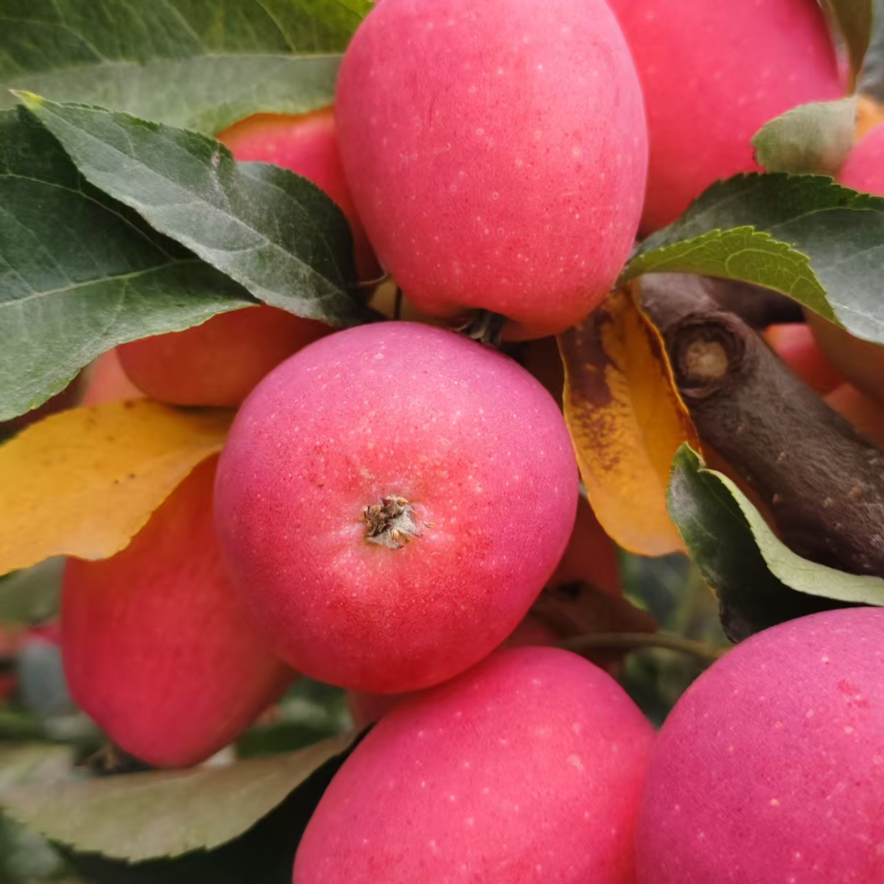 圆通快递新疆直发香妃海棠鸡心果甜脆多汁孕妇水果绿色食品
