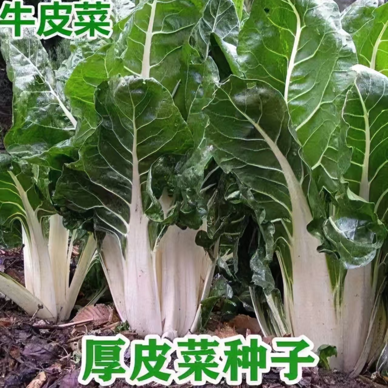 牛皮菜种子人吃白梗大宽叶厚皮四季高产老品种春不老根达菜蔬菜籽
