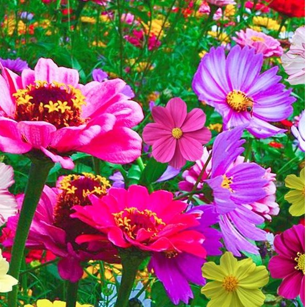 耐寒开花混色五十几个品种野花组合种子适合庭院花海室外播种