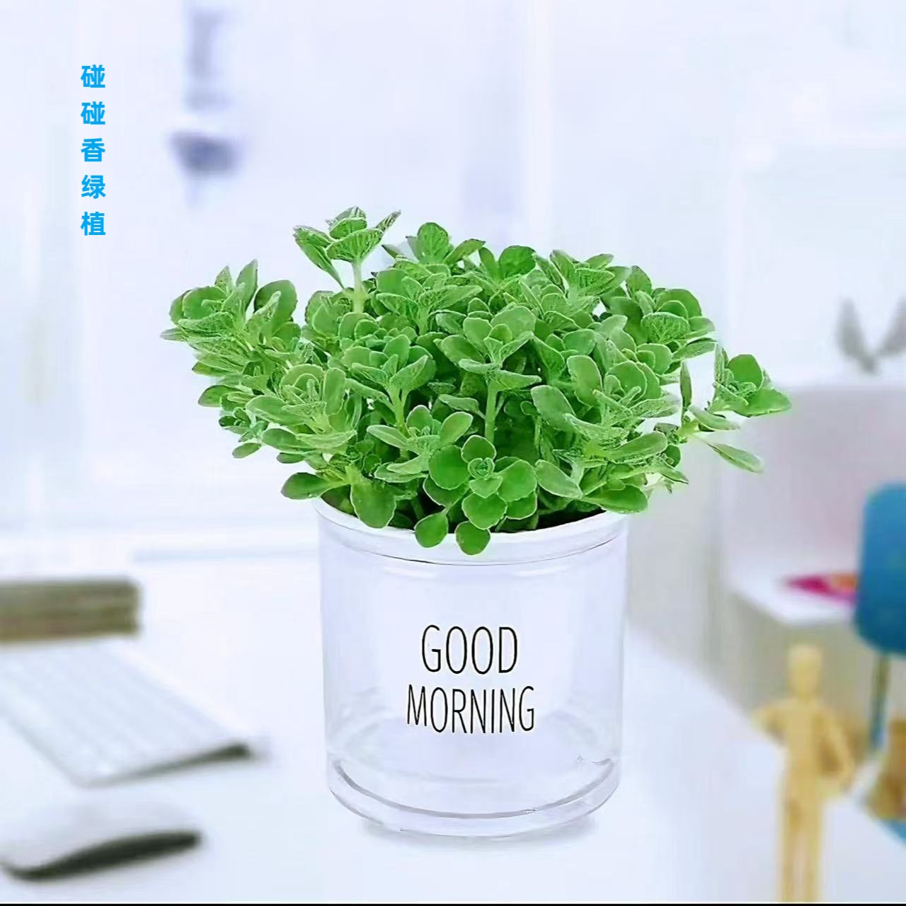 碰碰香盆栽一抹香盆栽水培碰碰香浓香型室内成活家庭阳台栽种绿植