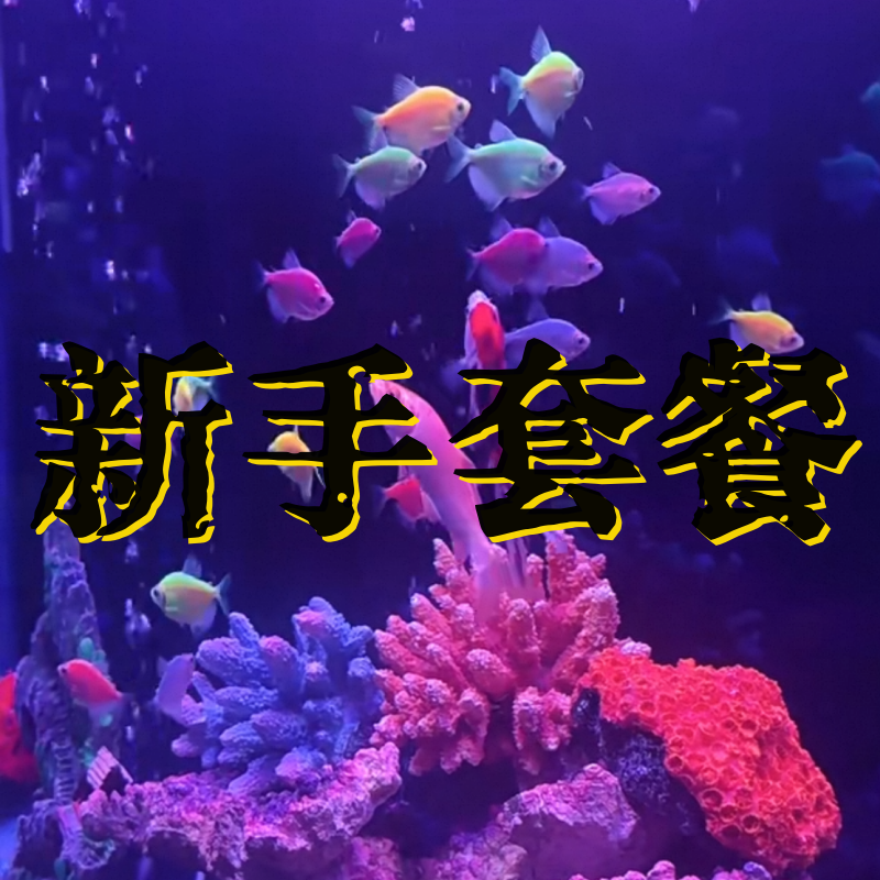 【新手套餐】斑马鱼+米奇鱼+孔雀鱼