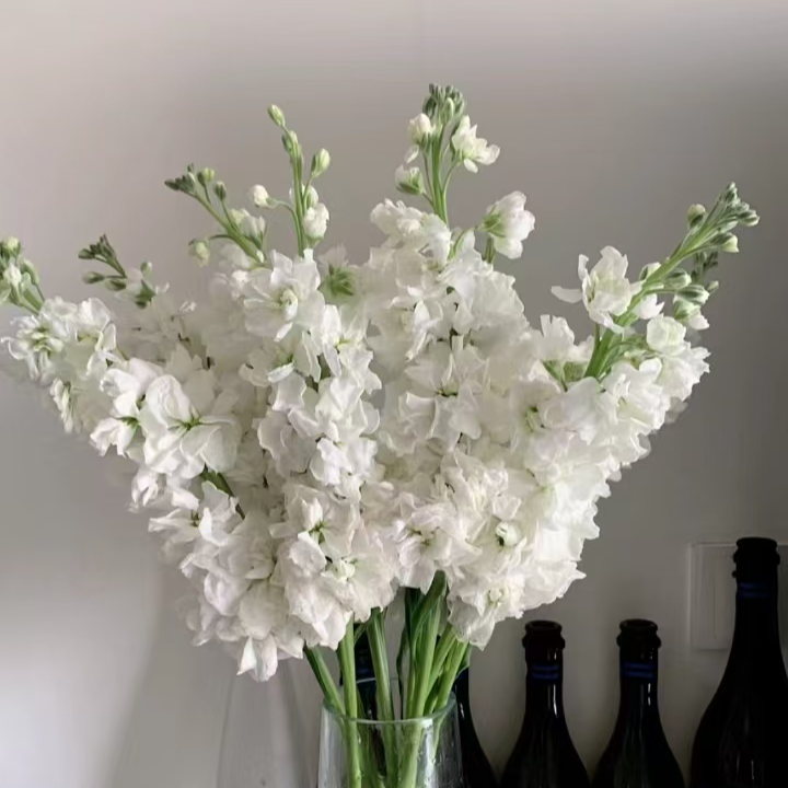 紫罗兰 多色可选白紫粉香槟色新鲜花卉 云南昆明顺丰包邮花束鲜花