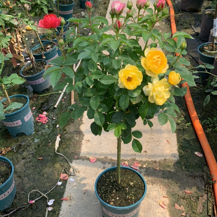 嫁接3色棒棒糖月季 树桩月季 矮杆总高度75厘米左右带盆带花