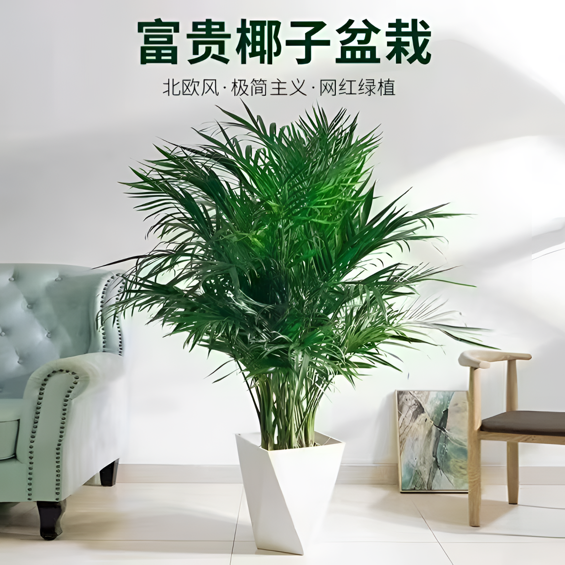 【1.2-1.4米】富贵室内绿植正宗高档办公室客厅龙血树植物大型