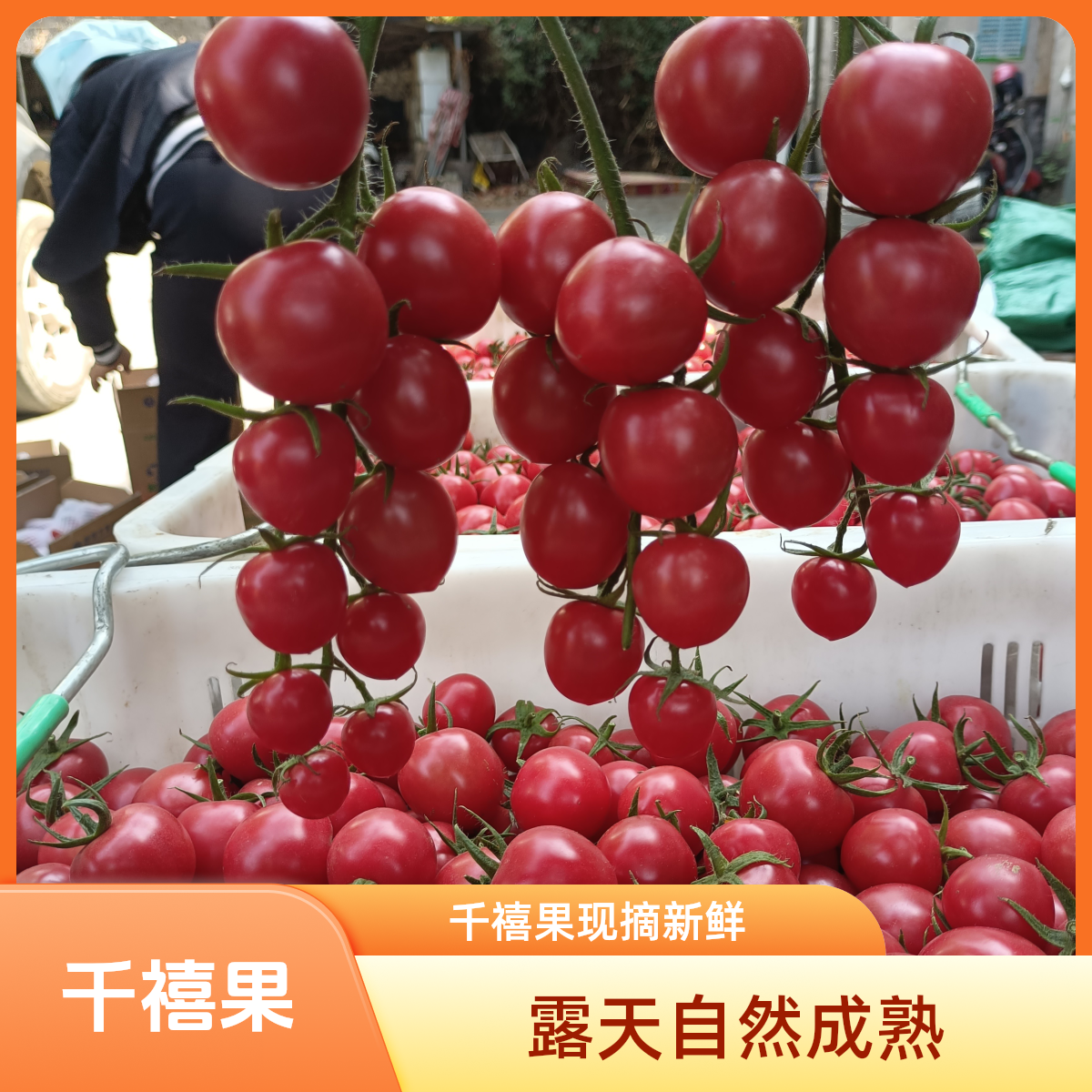 《千禧果》露天自然成熟新鲜现摘现发3斤5斤坏果包赔