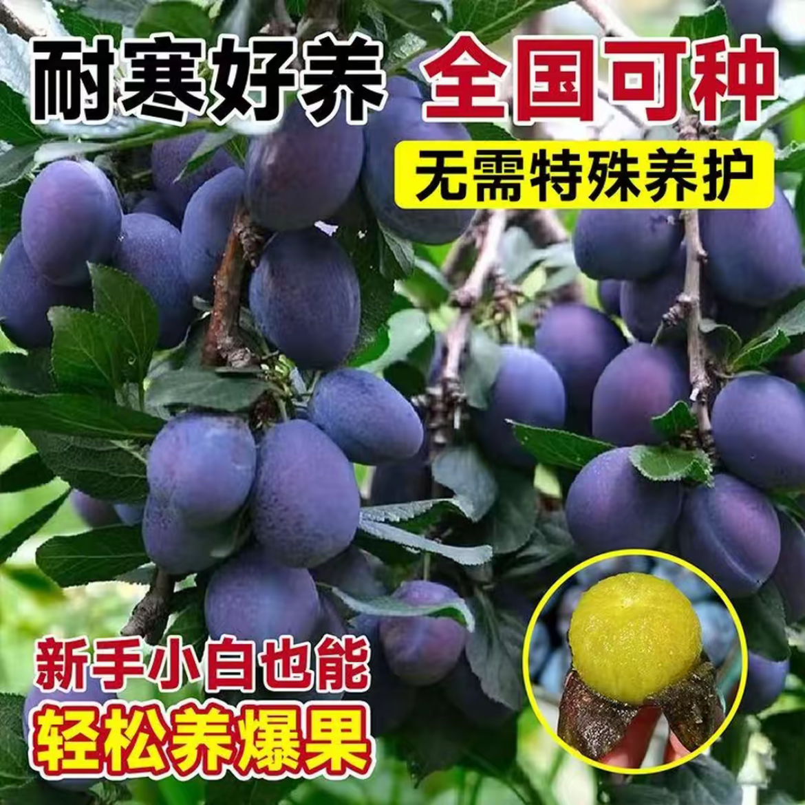 蓝蜜西梅树苗嫁接果树苗地栽耐寒脱骨李南北方栽种蜂糖李当年结果