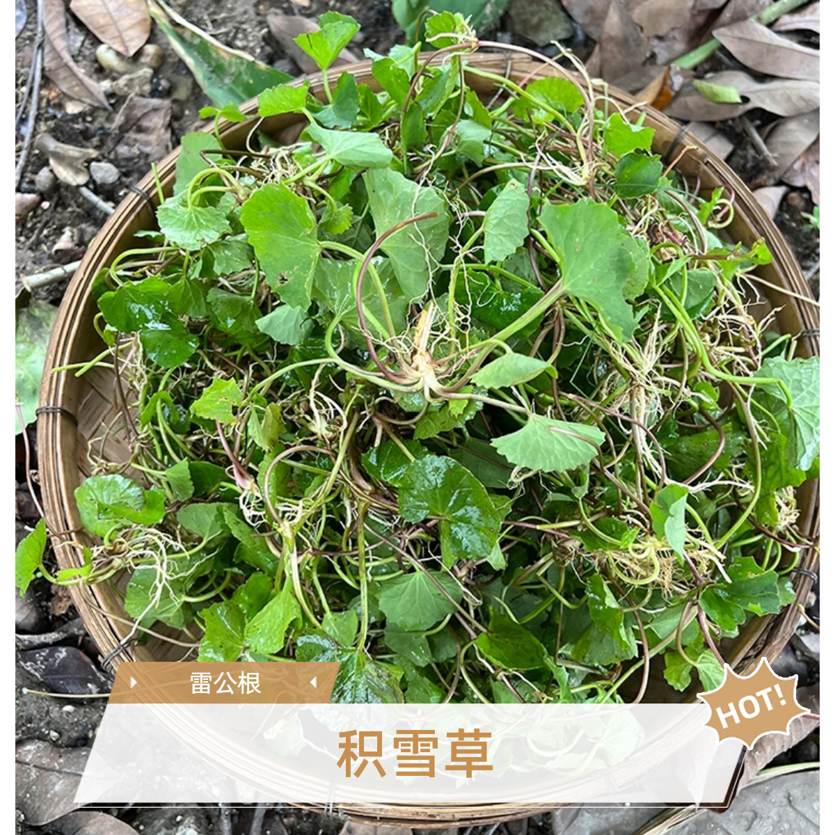 深山积雪草雷公根马蹄菜灯盏菜现摘可煲汤泡水凉拌