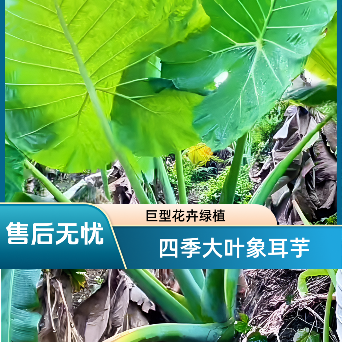盆栽象耳芋四季大叶植物巨型农村吃用芋绿植大型芋类不是滴水观音