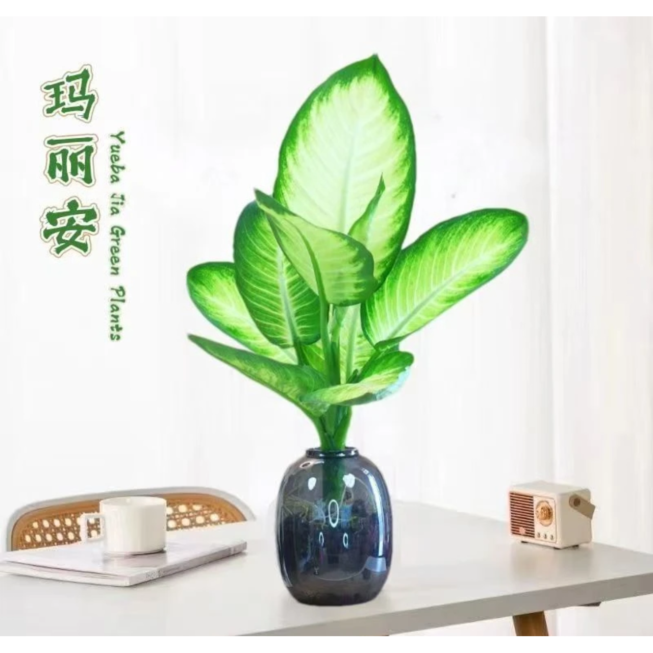 【宠粉补贴】水培玛丽安万年青40-50cm盆栽绿植室内桌面花卉绿植物
