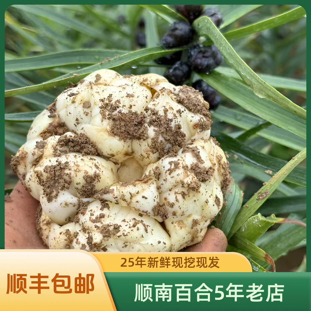 《大果3斤》2025年新鲜现挖特级宜兴百合产地直发3斤9个左右微苦
