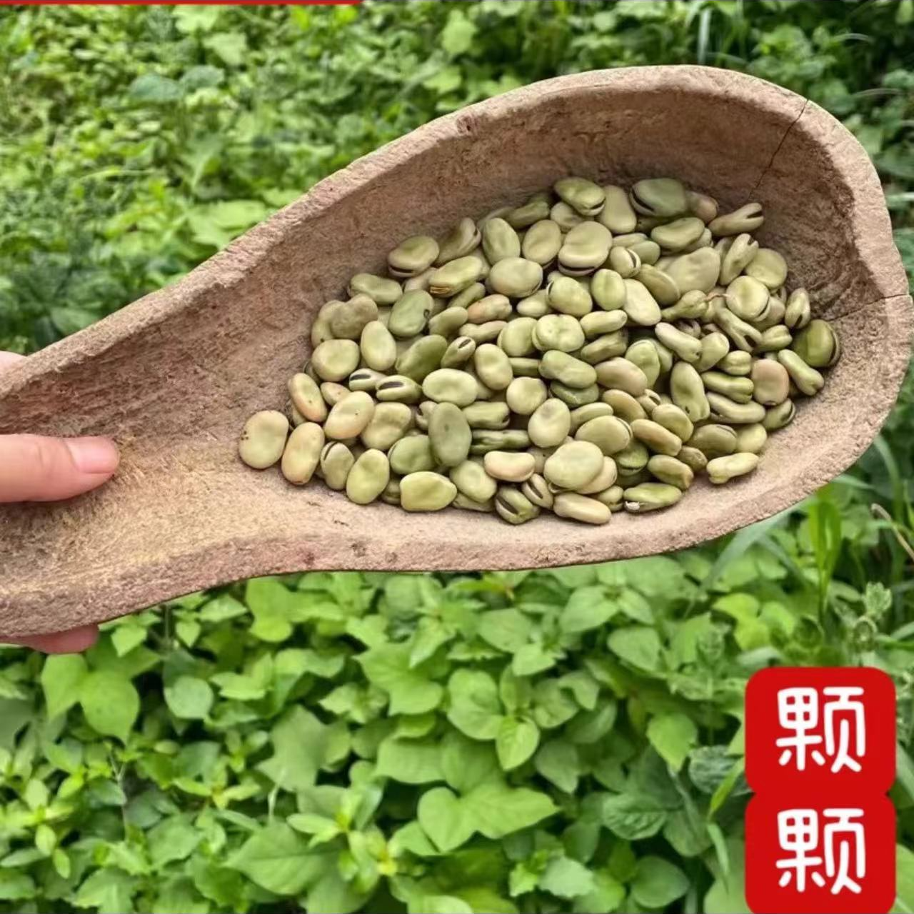 枯豌豆湖北仙桃农家小籽豌豆