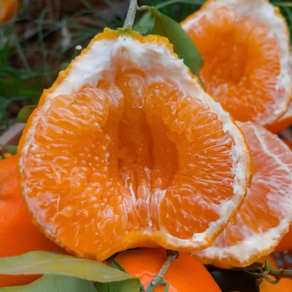 四川春见耙耙柑，净重3-8斤， 香甜多汁 ，果园直发 ，坏果包赔