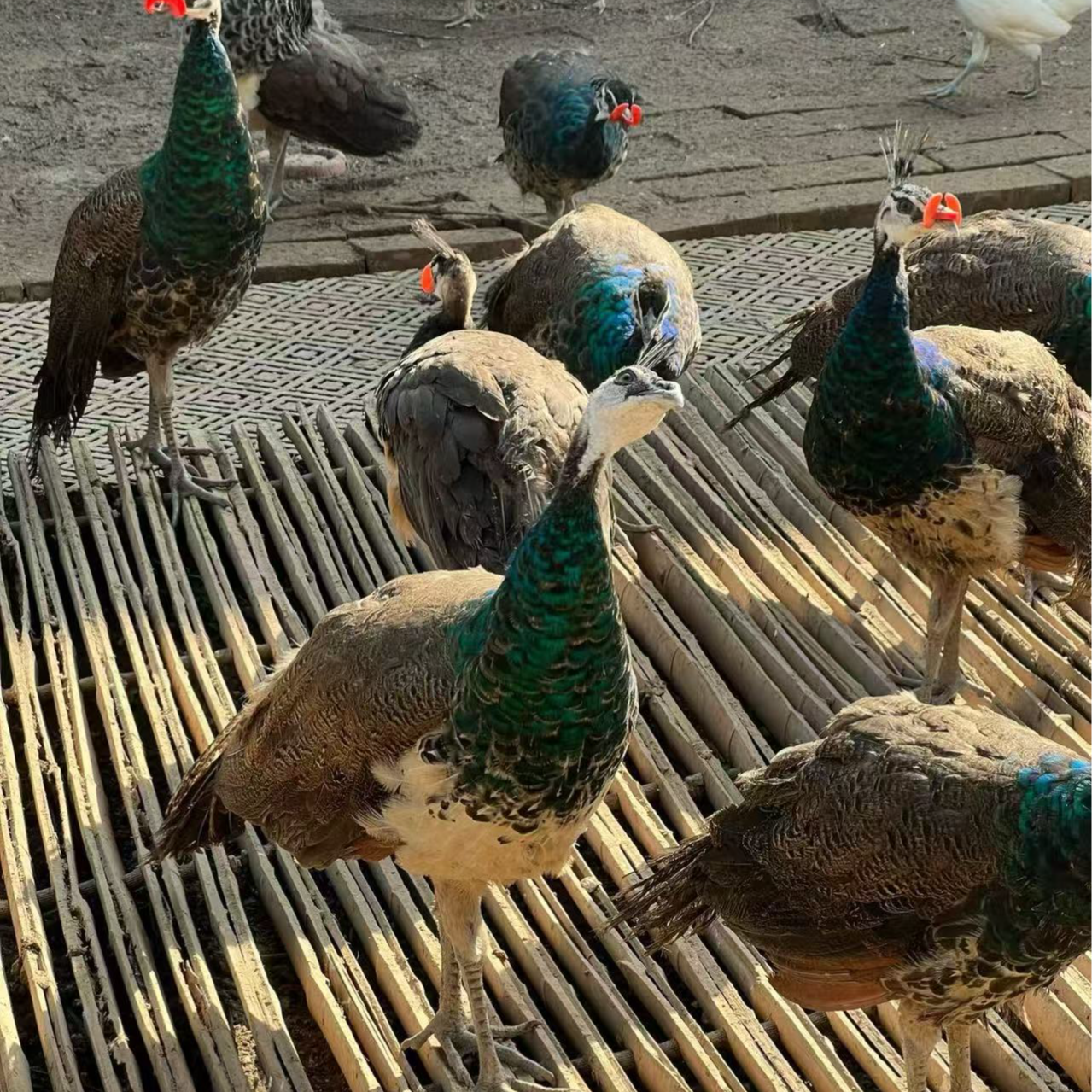 蓝雀6-7个观赏宠物鸡