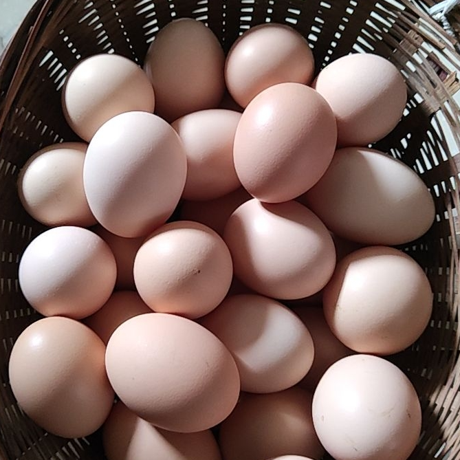 土鸡蛋（太湖新老城专拍）双庙湖生态无抗生素农家散养土鸡蛋