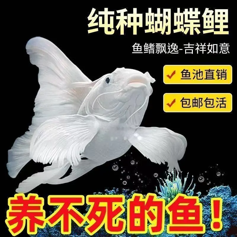 【大尺寸】精选台湾纯种贵妃蝴蝶观赏鱼短身球体长尾冷水锦鲤普身