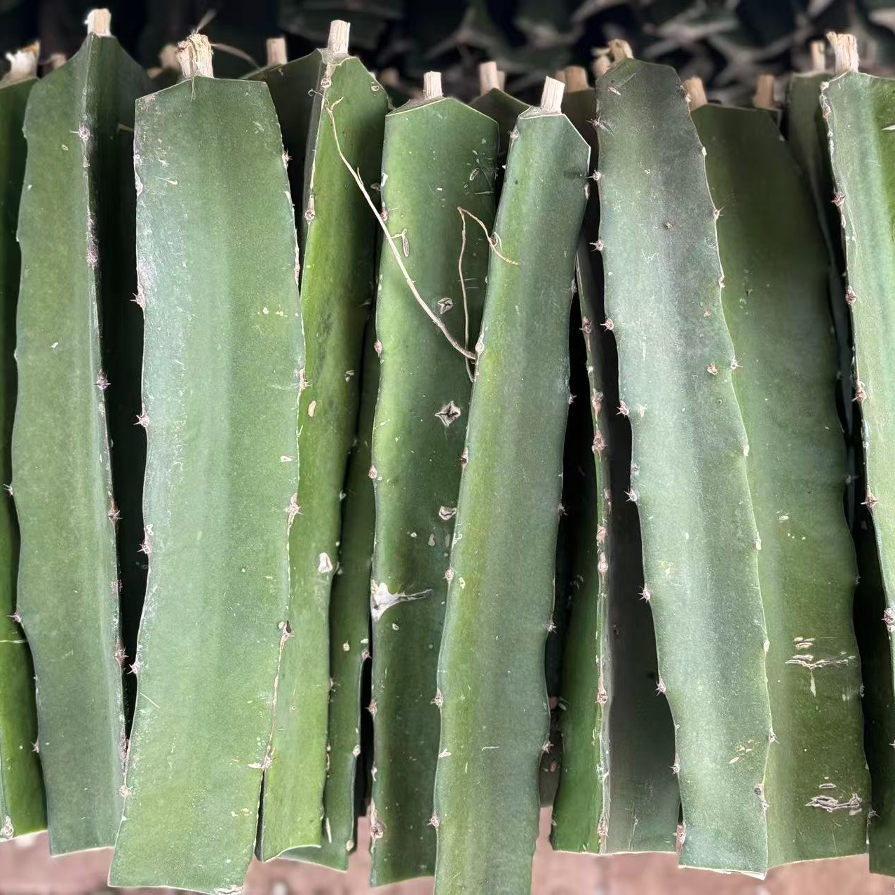 【蜜玄龙】红心火龙果种苗好成活自花授粉