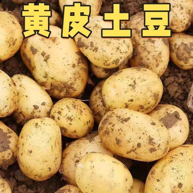 【内蒙古】新鲜黄皮黄心土豆现挖沙面洋芋马铃薯（内蒙直发）