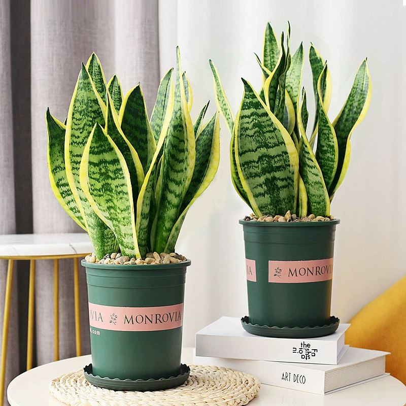 大型室内金边虎皮兰盆栽植物高矮虎尾兰客厅装修吸甲醇绿植