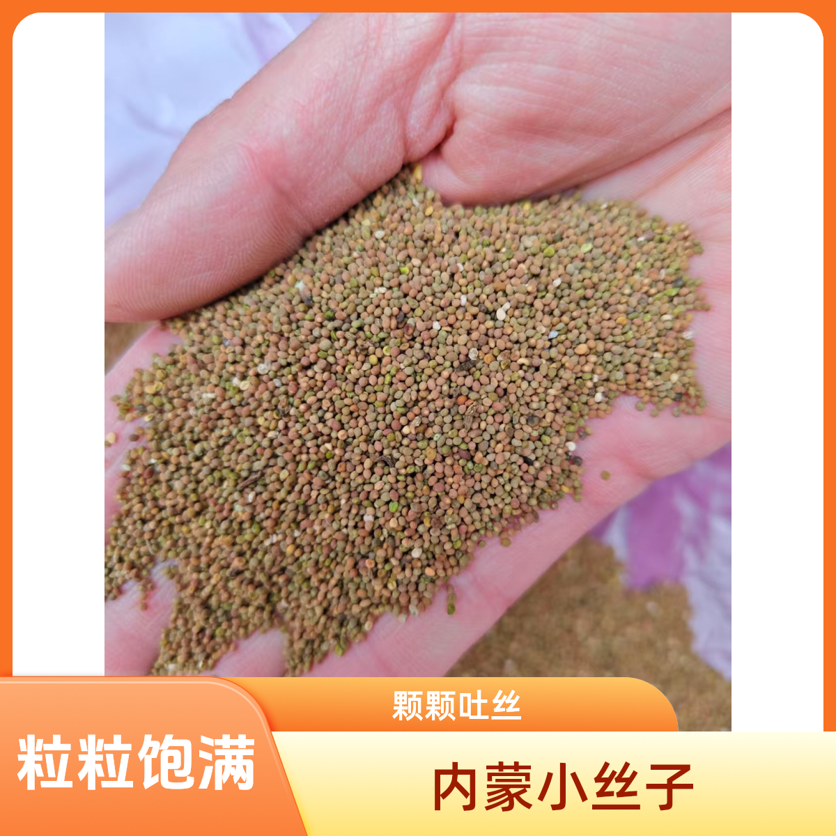 沙苑子内蒙小丝子山萸肉山茱萸泡水组合