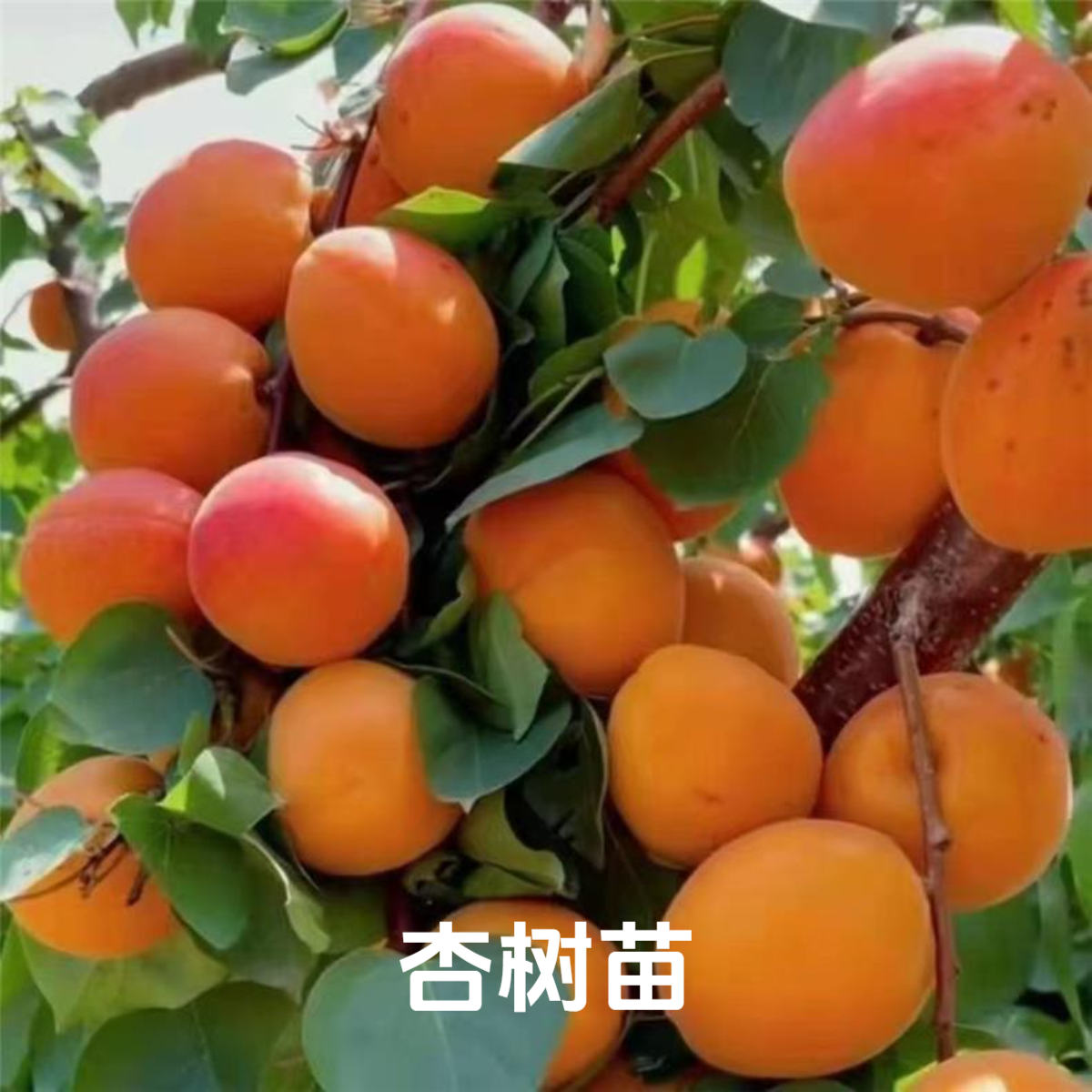 大黄杏树苗纯甜特大果杏子嫁接杏苗地栽盆栽南北方耐寒